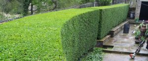 Hedge Trimming Services Sydney - Sydney GM