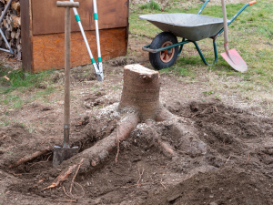 Stump Removal Service